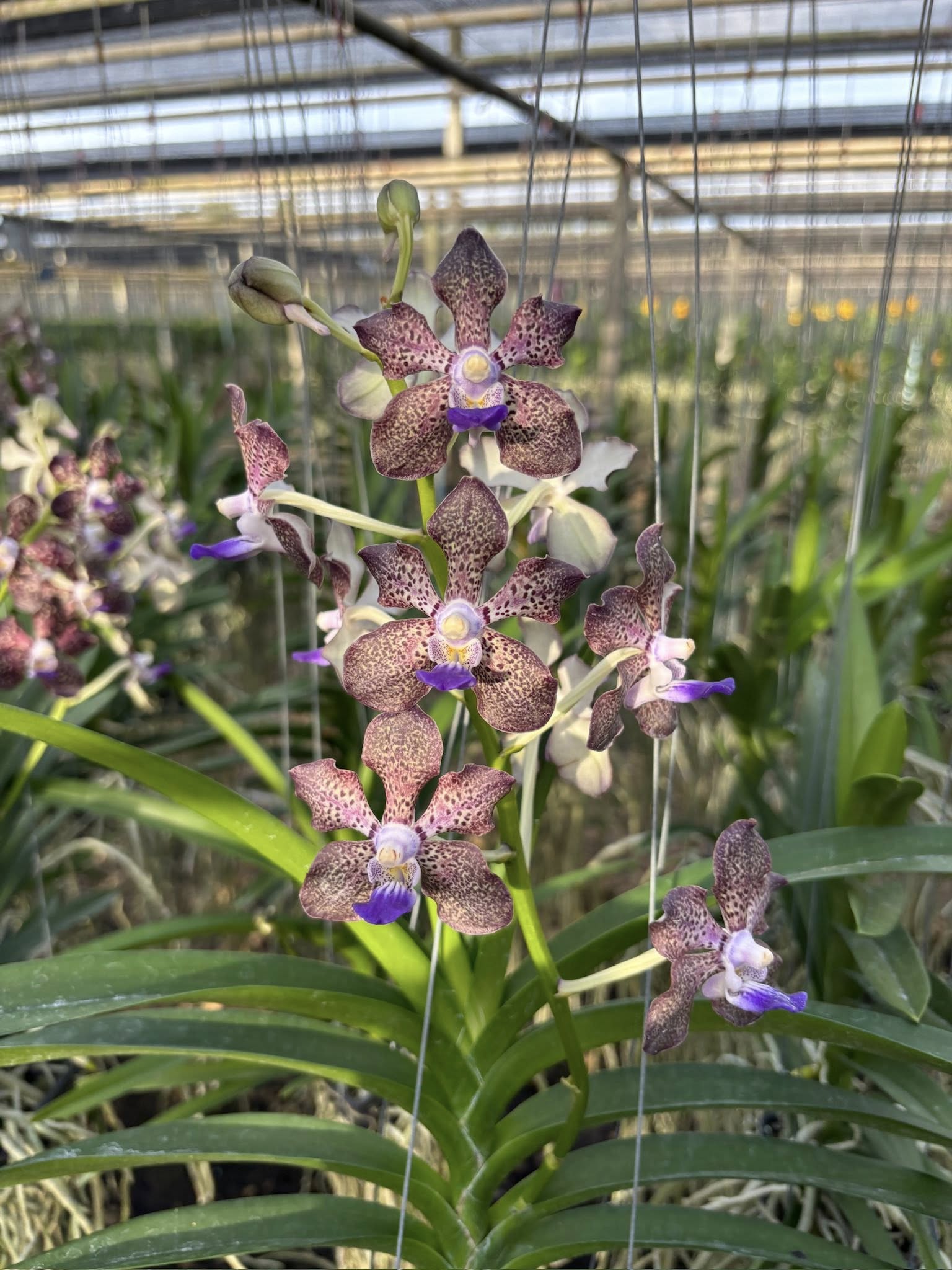 New Arrivals – BCX ORCHIDS
