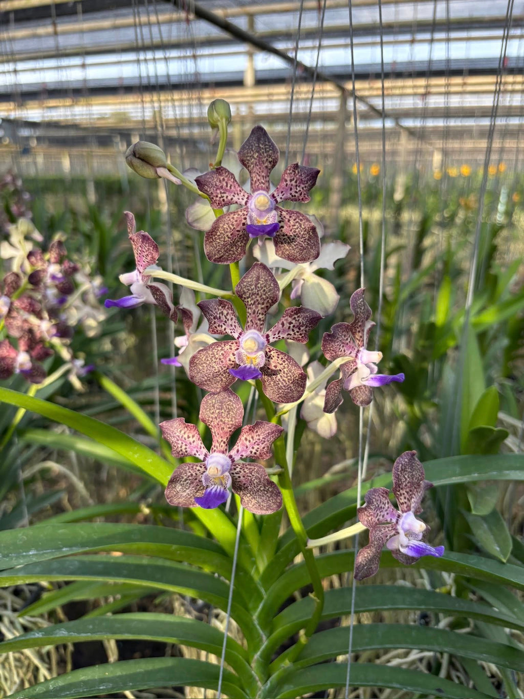 Papilionanda Suwannaphum Mighty Lilac Savor Hybrids