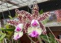 Cattleya Little Quail