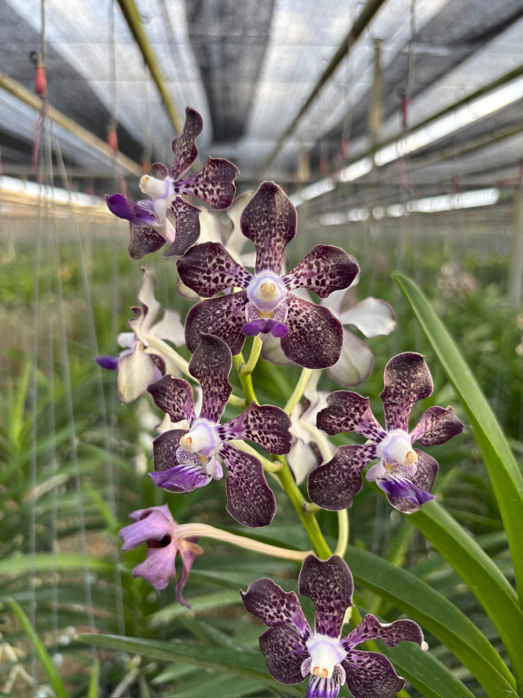Papilionanda Suwannaphum Mighty Lilac Savor Hybrids