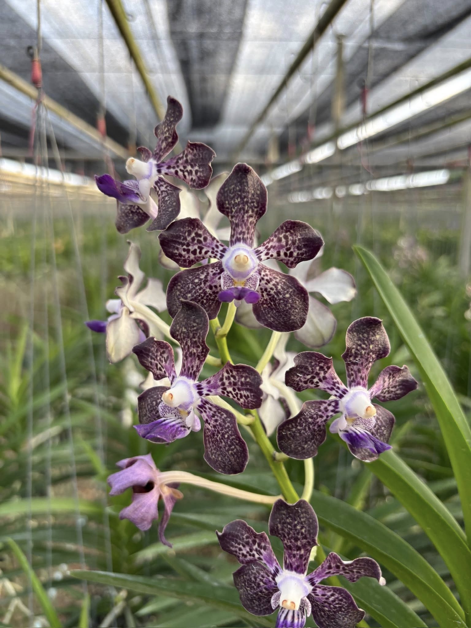 Papilionanda Suwannaphum Mighty Lilac Savor Hybrids