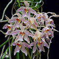 Paraphalaenopsis serpentilingua x labukensis