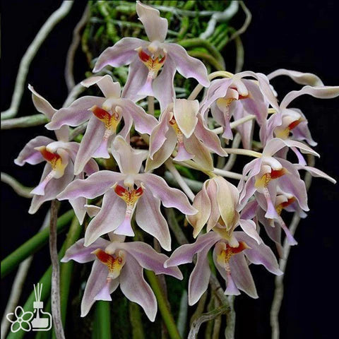 Paraphalaenopsis serpentilingua x labukensis