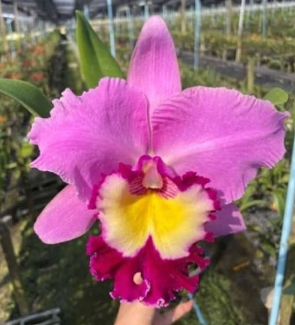Rlc. Wangnamkeaw Pink