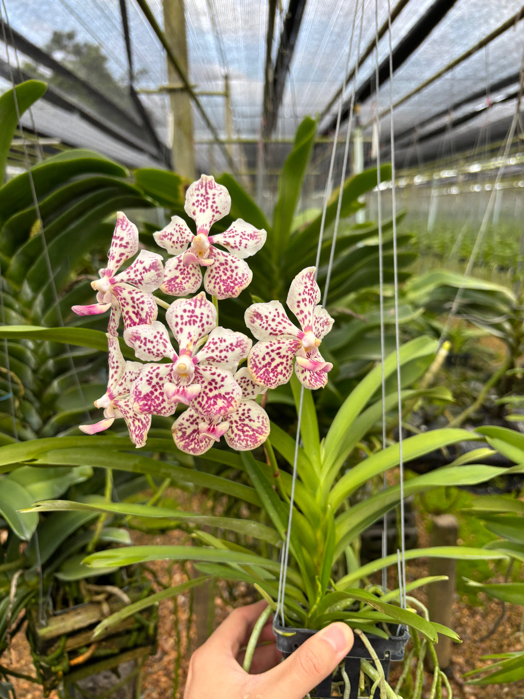 Vanda Suwannaphum Starling Hybrids