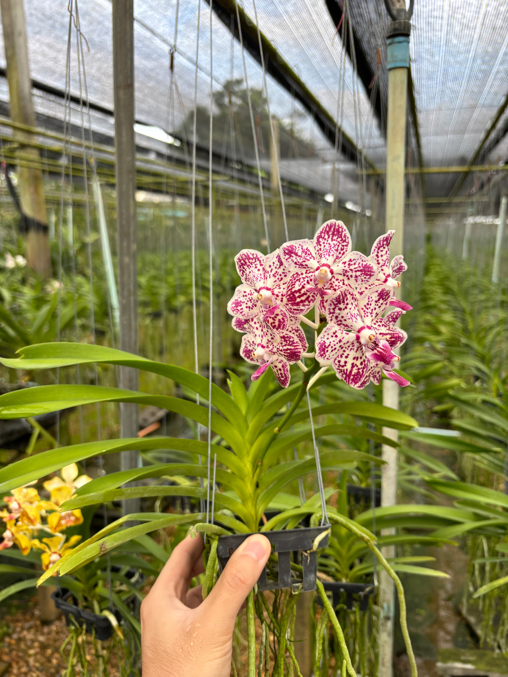 Vanda Suwannaphum Starling Hybrids