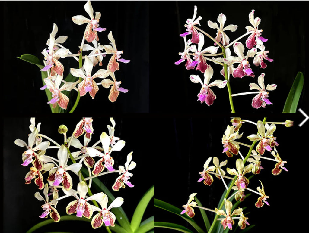 Vanda lamellata 'Okinawa' x geraldinoi