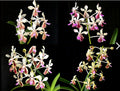 Vanda lamellata 'Okinawa' x geraldinoi