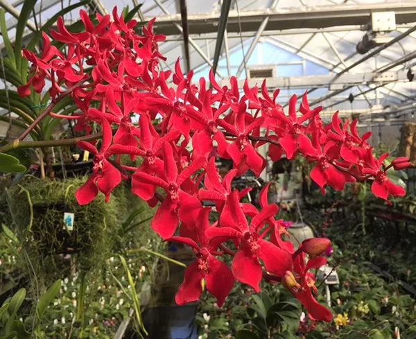 Renanstylis Bangkok Beauty